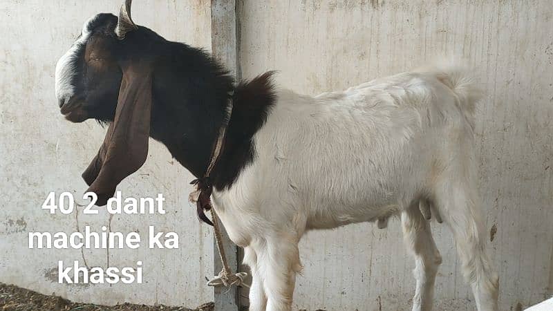 5 khassi bakrea 1 Dumba ready for Qurbani 11