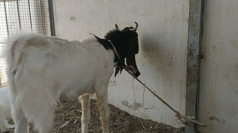5 khassi bakrea 1 Dumba ready for Qurbani 12