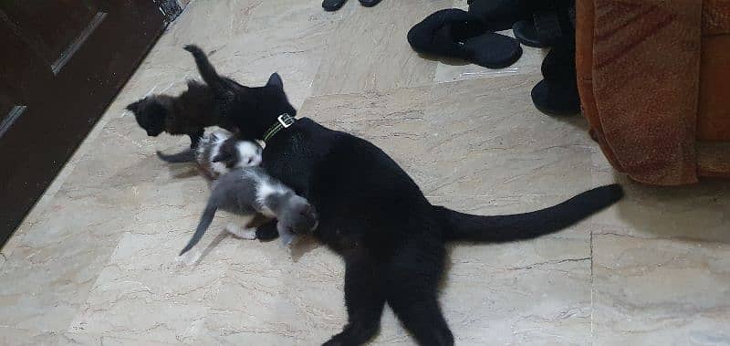 cat family in need of a loving home 1