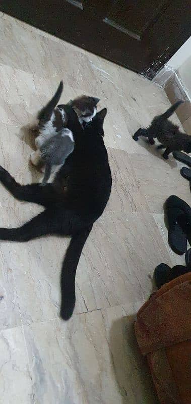 cat family in need of a loving home 2