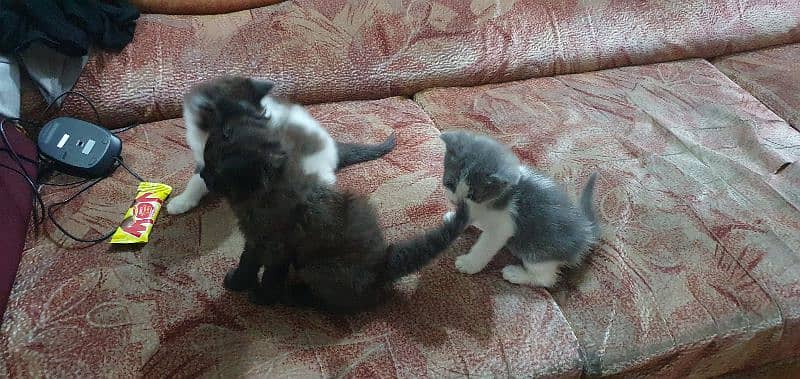 cat family in need of a loving home 3