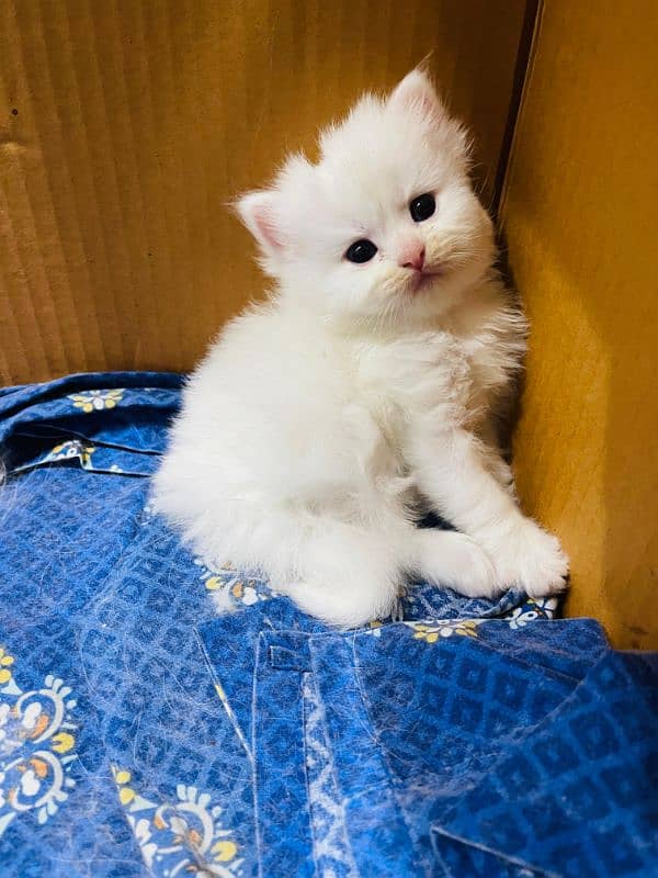 Persian top quality kitten 42 days age long coat kitten 0