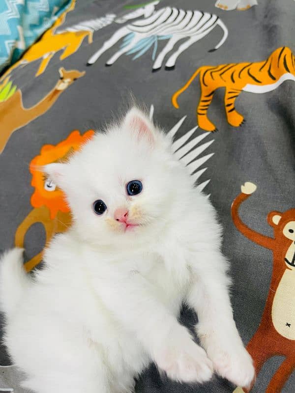 Persian top quality kitten 42 days age long coat kitten 1