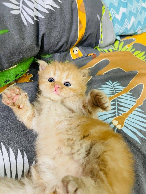 Persian top quality kitten 42 days age long coat kitten 2