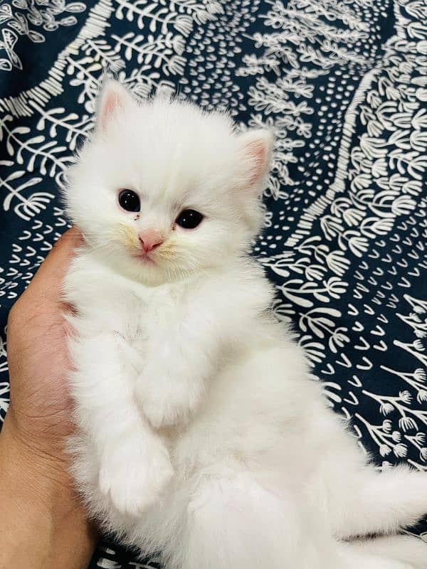 Persian top quality kitten 42 days age long coat kitten 3