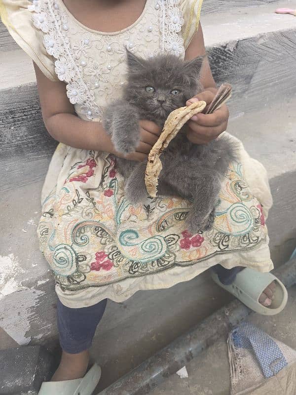 Persian cat 0