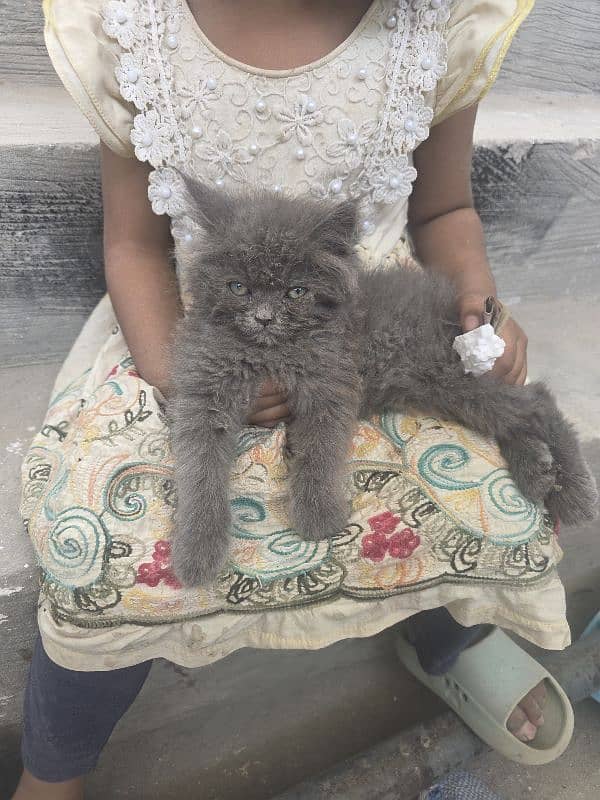 Persian cat 1