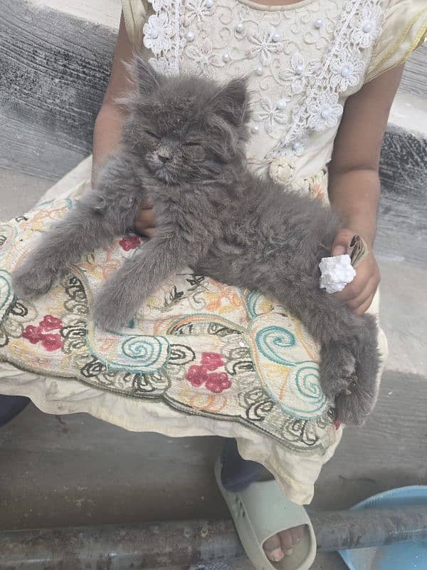 Persian cat 2