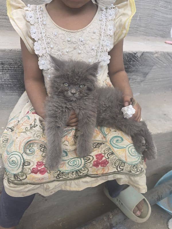 Persian cat 3