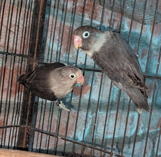 Black move breeder pair 0