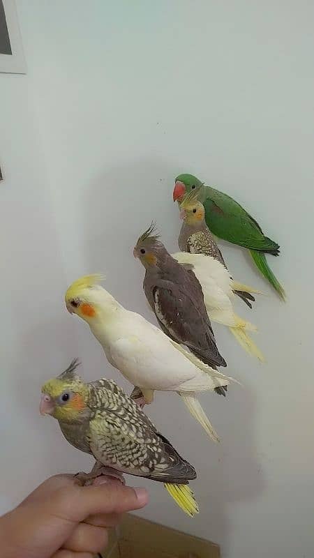 All are proper handtamed Cocktails For Sale + raw hantamed 1