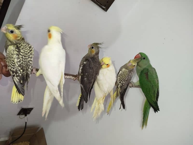 All are proper handtamed Cocktails For Sale + raw hantamed 2