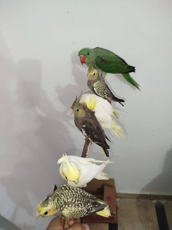 All are proper handtamed Cocktails For Sale + raw hantamed 3