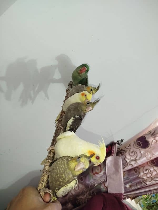All are proper handtamed Cocktails For Sale + raw hantamed 4