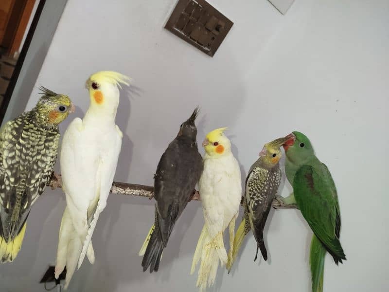All are proper handtamed Cocktails For Sale + raw hantamed 5