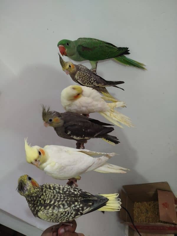 All are proper handtamed Cocktails For Sale + raw hantamed 7