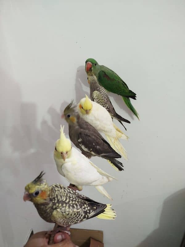 All are proper handtamed Cocktails For Sale + raw hantamed 8