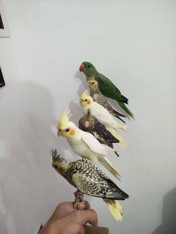 All are proper handtamed Cocktails For Sale + raw hantamed 13