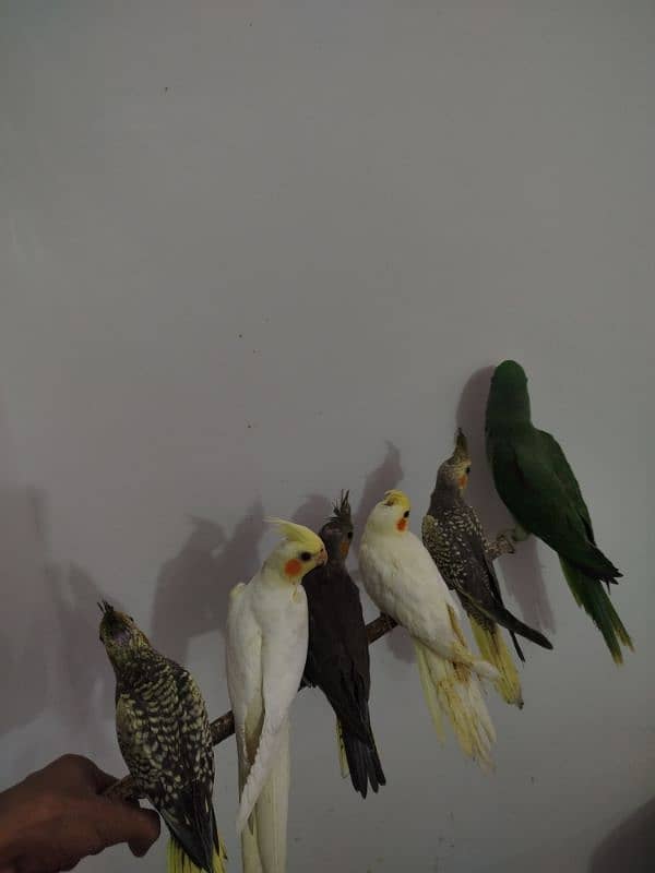All are proper handtamed Cocktails For Sale + raw hantamed 14