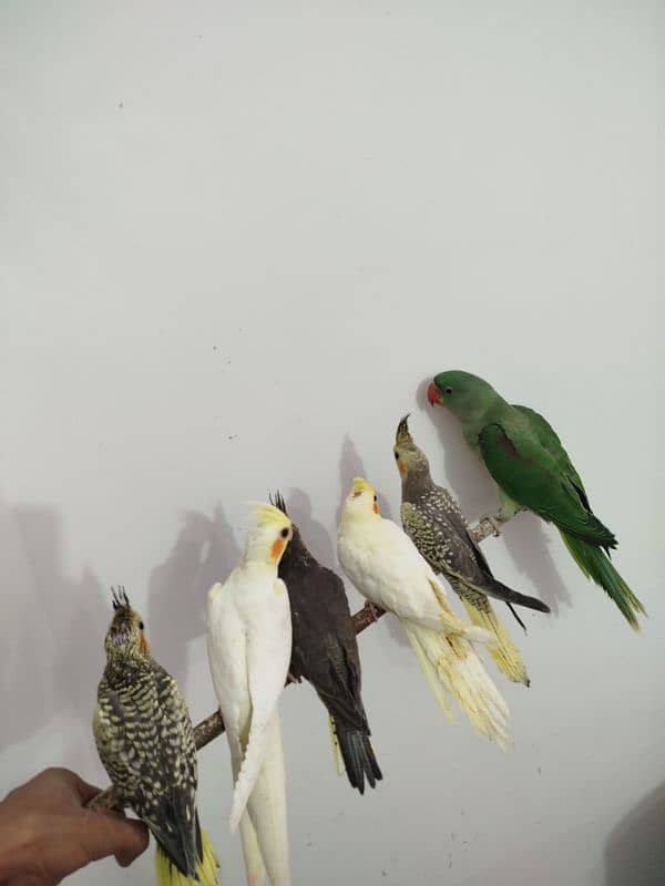 All are proper handtamed Cocktails For Sale + raw hantamed 15