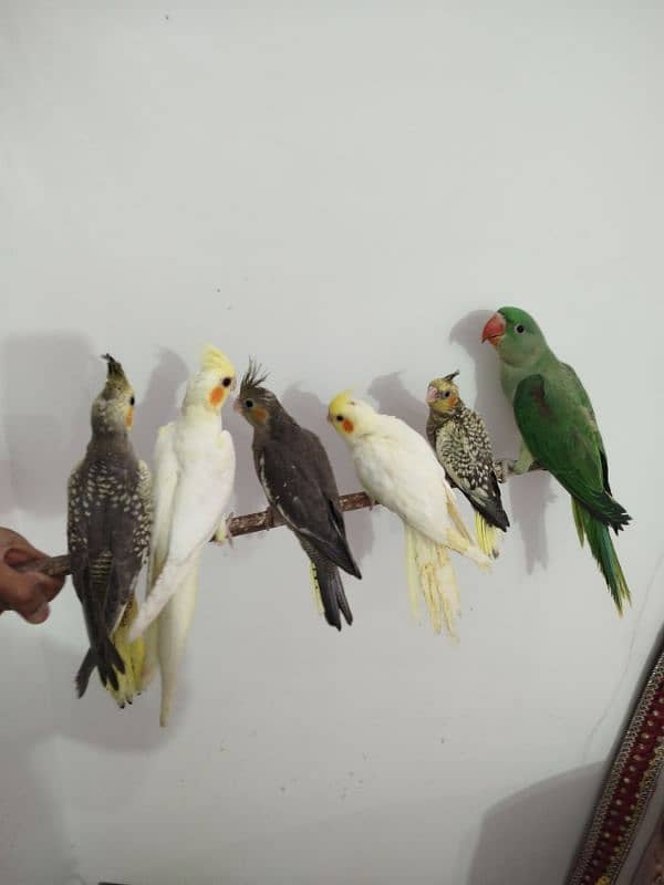 All are proper handtamed Cocktails For Sale + raw hantamed 16