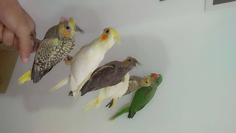All are proper handtamed Cocktails For Sale + raw hantamed 0
