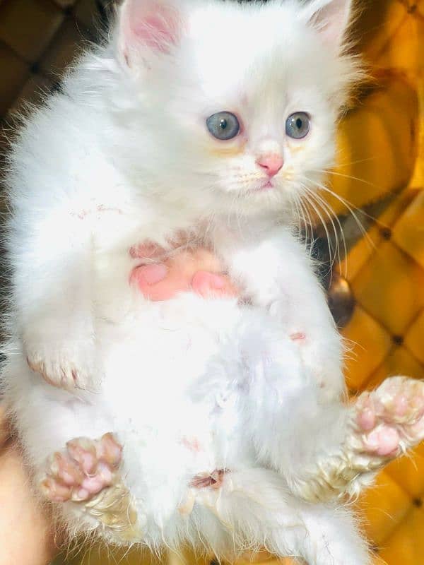 4 kittens available for sale 0