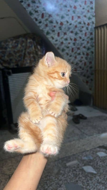 4 kittens available for sale 1