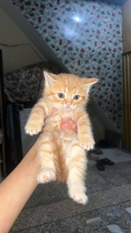 4 kittens available for sale 2