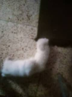Russian Samoyed puppies 0 size