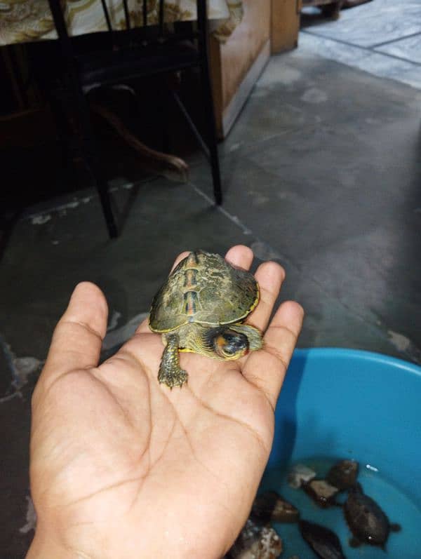 American Tent Turtle(Box Turtle) 1