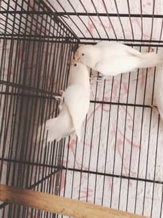 ALBINO