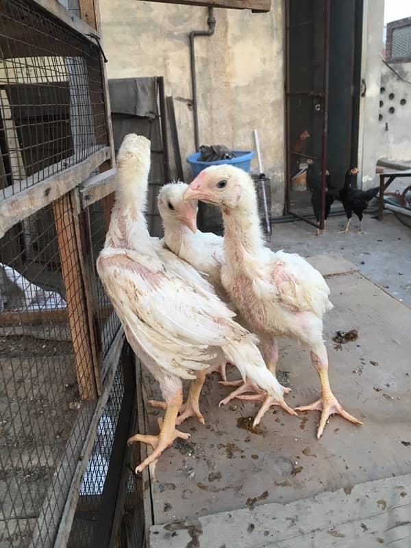 O/ king Shamoo white and colour chicks available 0