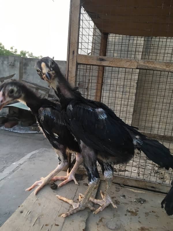 O/ king Shamoo white and colour chicks available 1