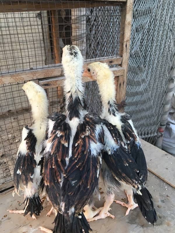 O/ king Shamoo white and colour chicks available 2
