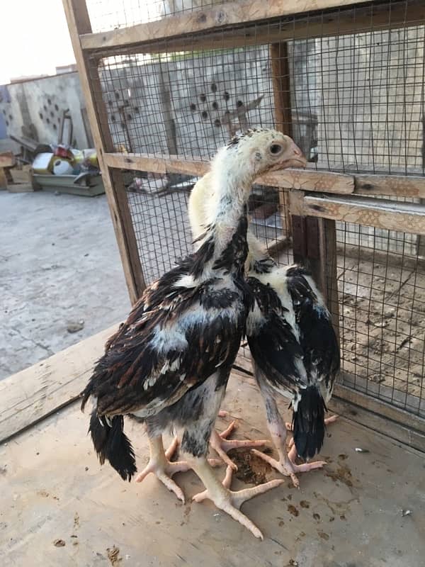 O/ king Shamoo white and colour chicks available 3