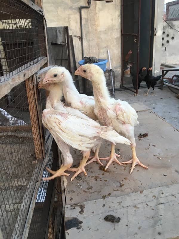 O/ king Shamoo white and colour chicks available 4