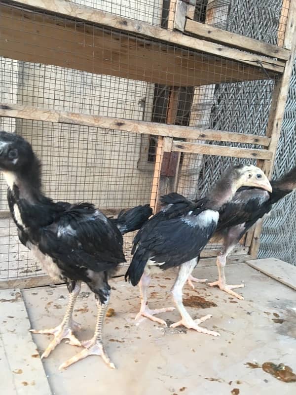 O/ king Shamoo white and colour chicks available 5