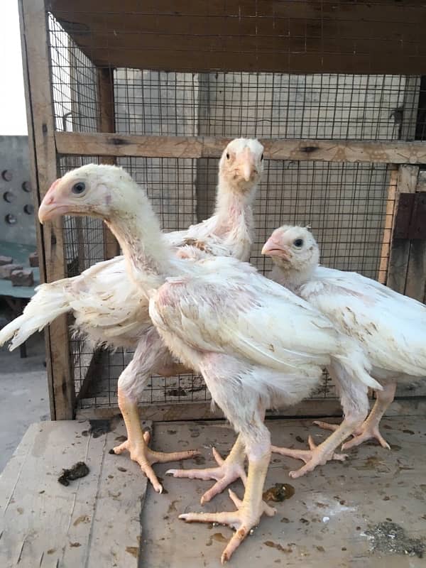 O/ king Shamoo white and colour chicks available 6