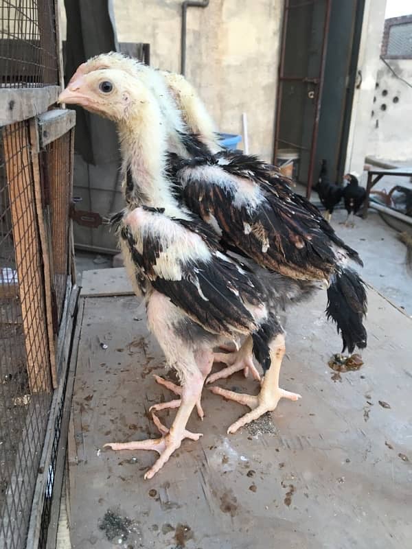 O/ king Shamoo white and colour chicks available 7