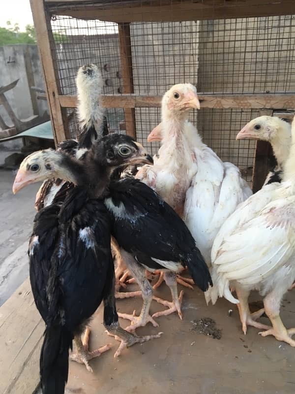 O/ king Shamoo white and colour chicks available 8