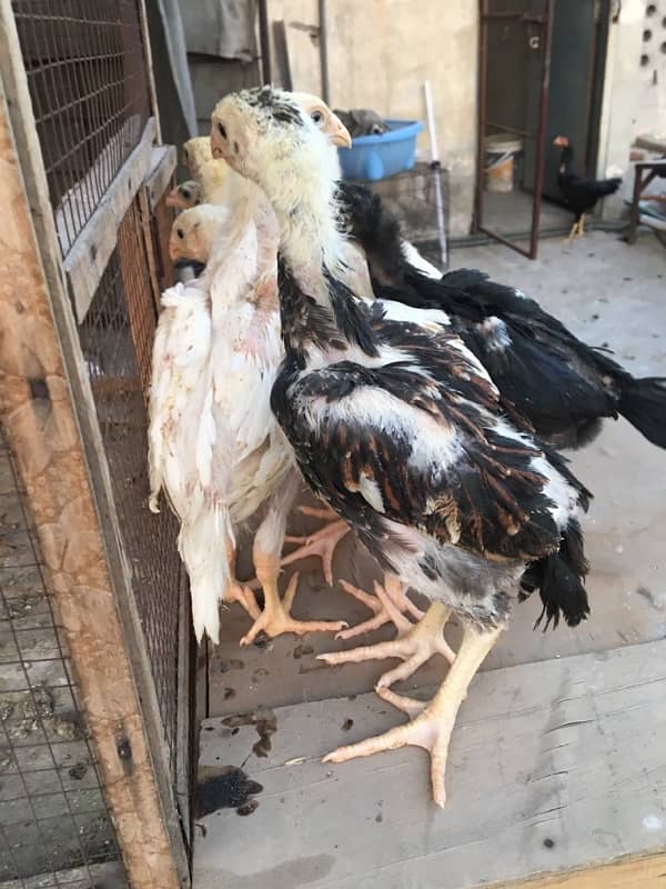 O/ king Shamoo white and colour chicks available 9