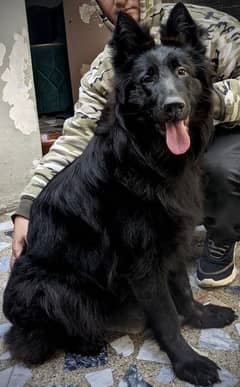 Pedigree Black German Shepherd female