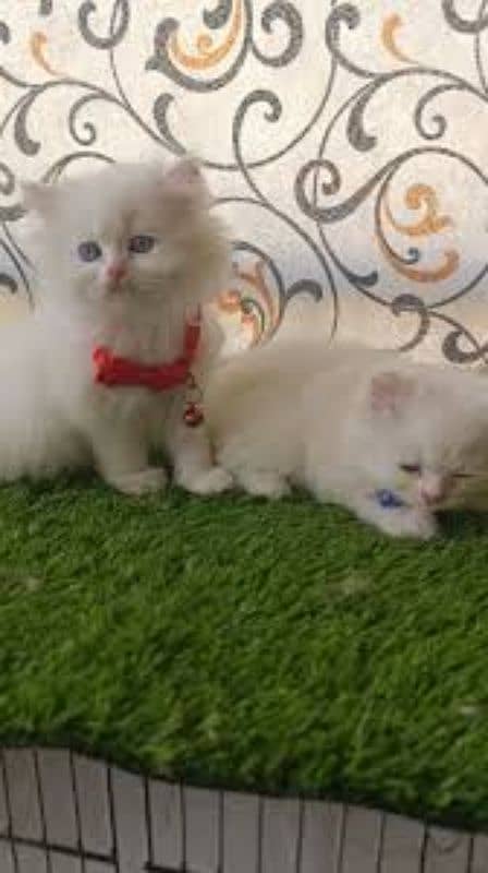 4 Persian kittens male and female both 1