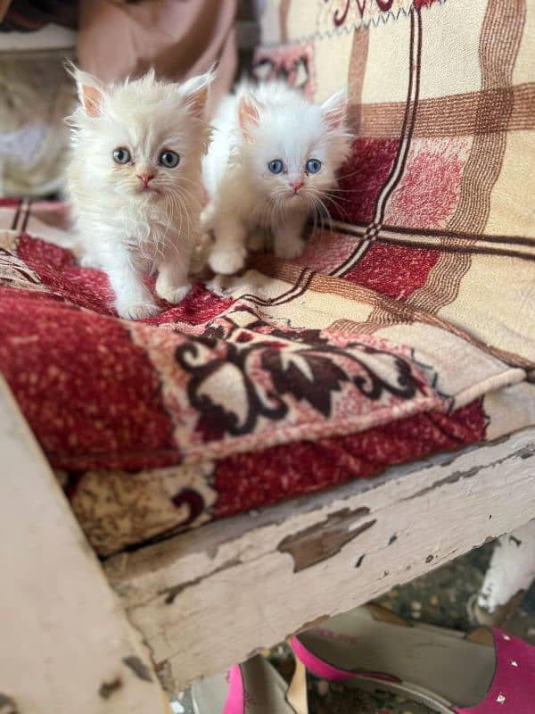 Persian Cats 3
