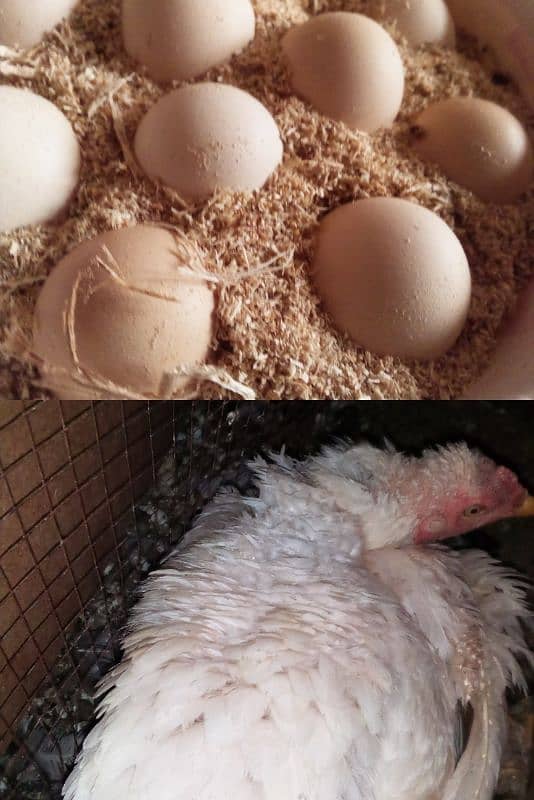aseel Heera kurak Madi and fertile eggs (03445152074 Whatsapp) 0
