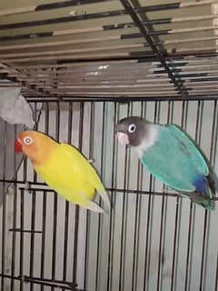 Breeder Pairs of Love Birds