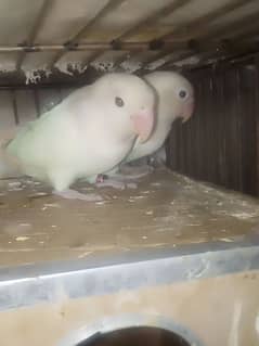 Breeder Pairs of Love Birds For Sale