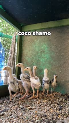 Coco