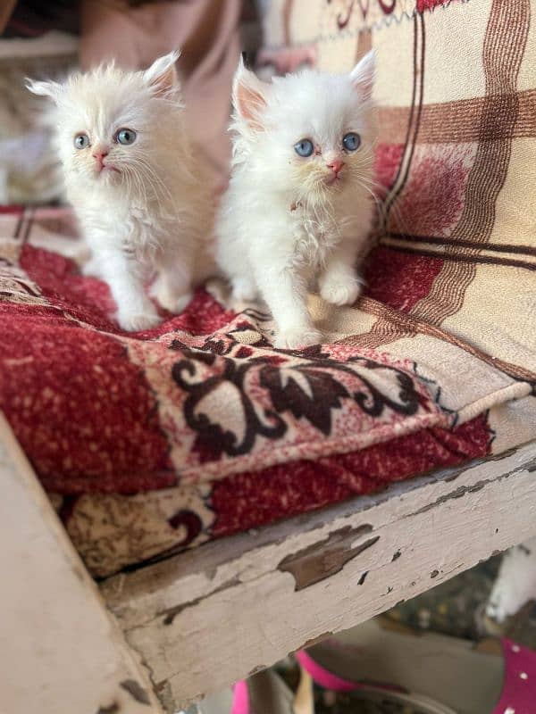 Persian Cats 4